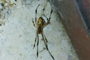 BrownWidowJim300x200v