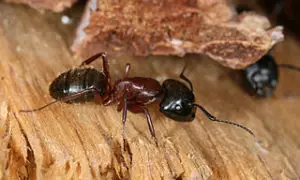 carpenter-ant