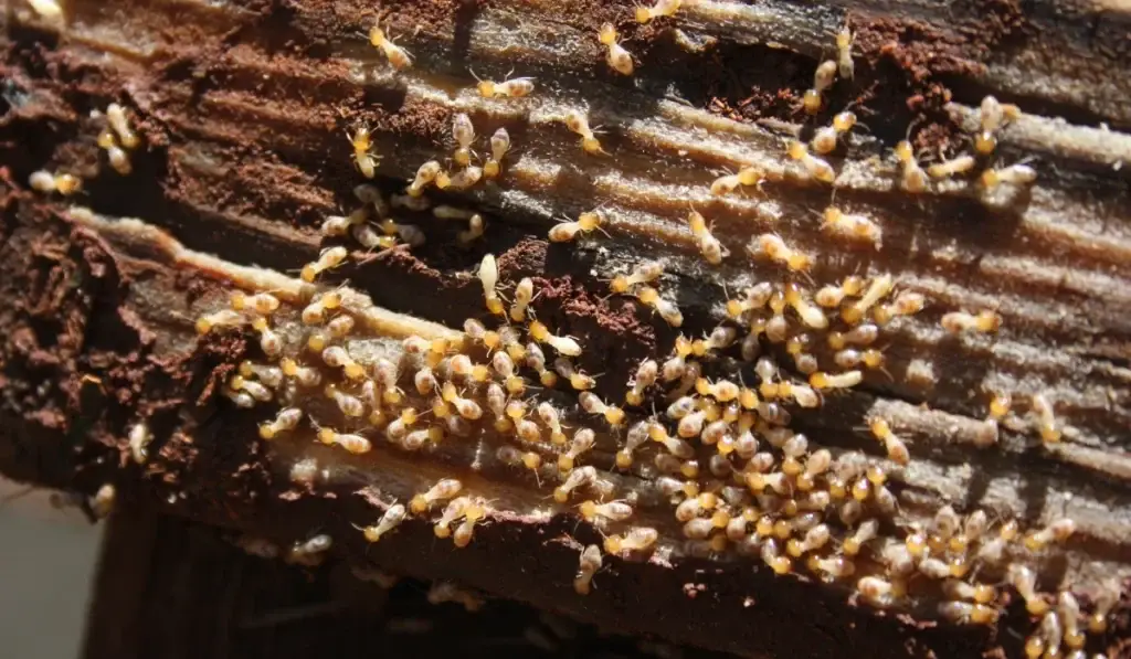 Drywood Termite