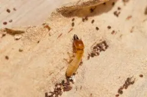 Drywood termite-soldier frass