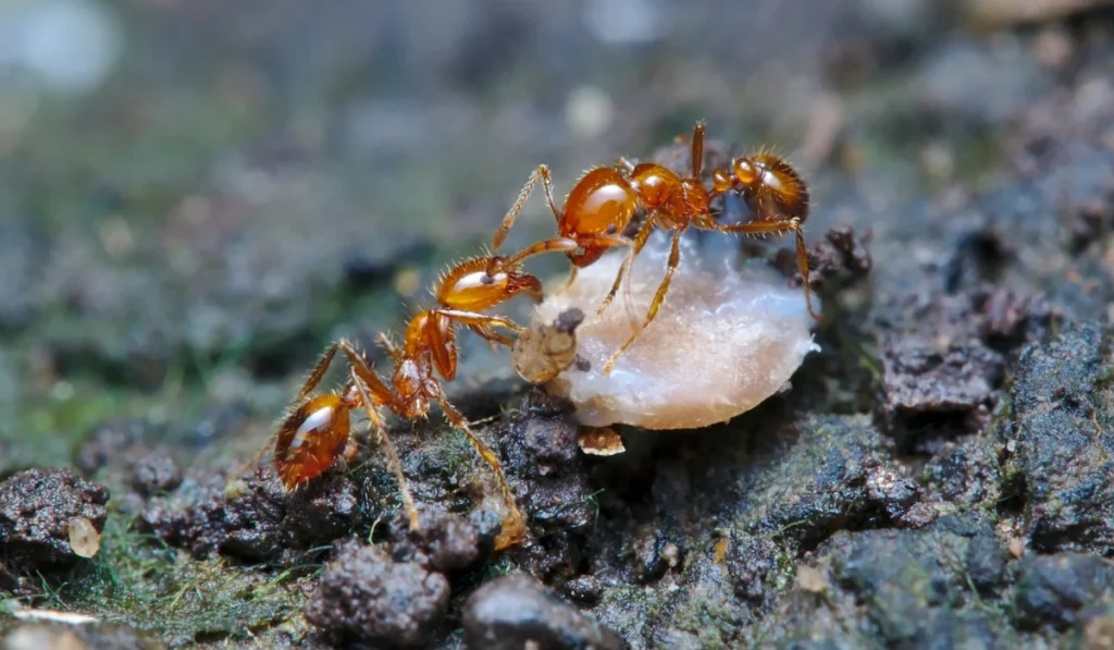 Fire ant