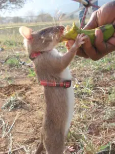 gambian-rat-standing