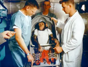 CHIMPANZEE "HAM" IN FLIGHT COUCH FOR MR-2 (MERCURY-REDSTONE2) (REF# LOD 61C-114