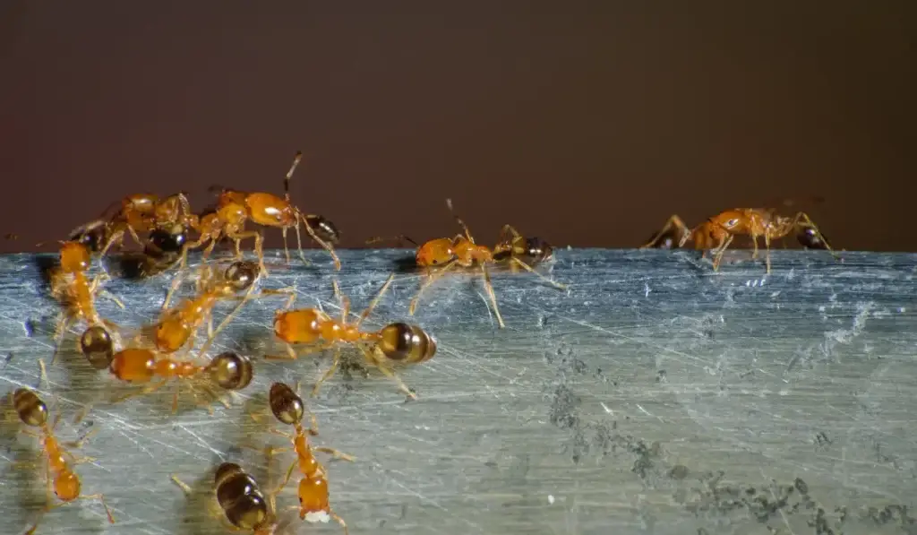 PHARAOH ANTS roaming for food