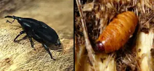 south-american-palm-weevil-rhynchophorus-palmarum-jpg