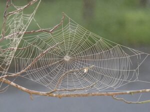 Spider web with dew
