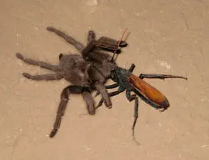 wasp dragging envenomed tarantula