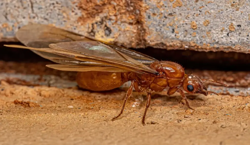 Thief Ant
