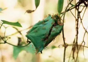 weaverantsnest