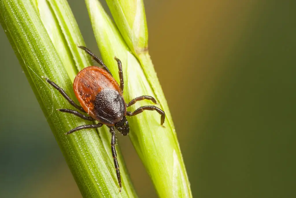 Western blacklegged tick