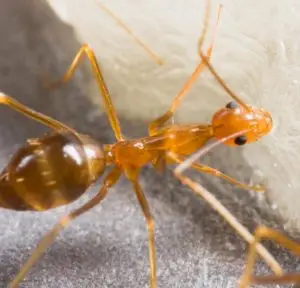Anoplolepis gracilipes