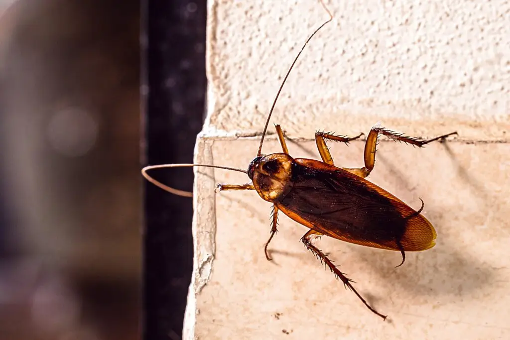 American cockroach