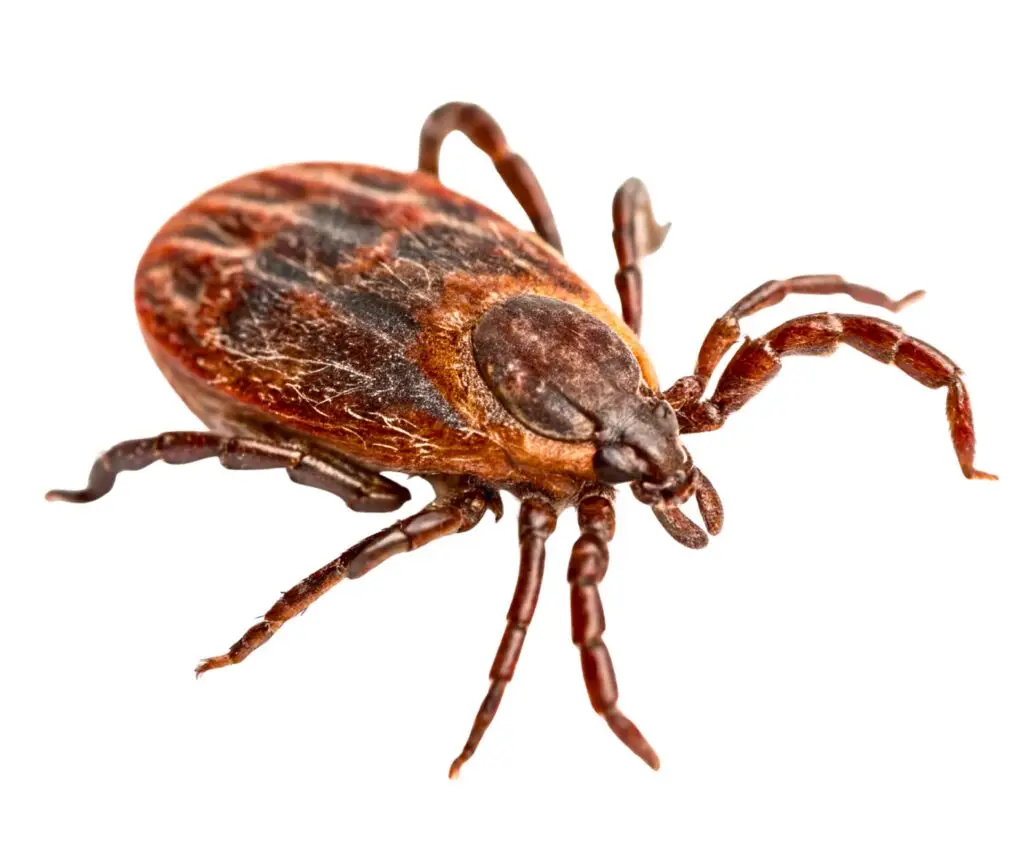 Brown dog tick