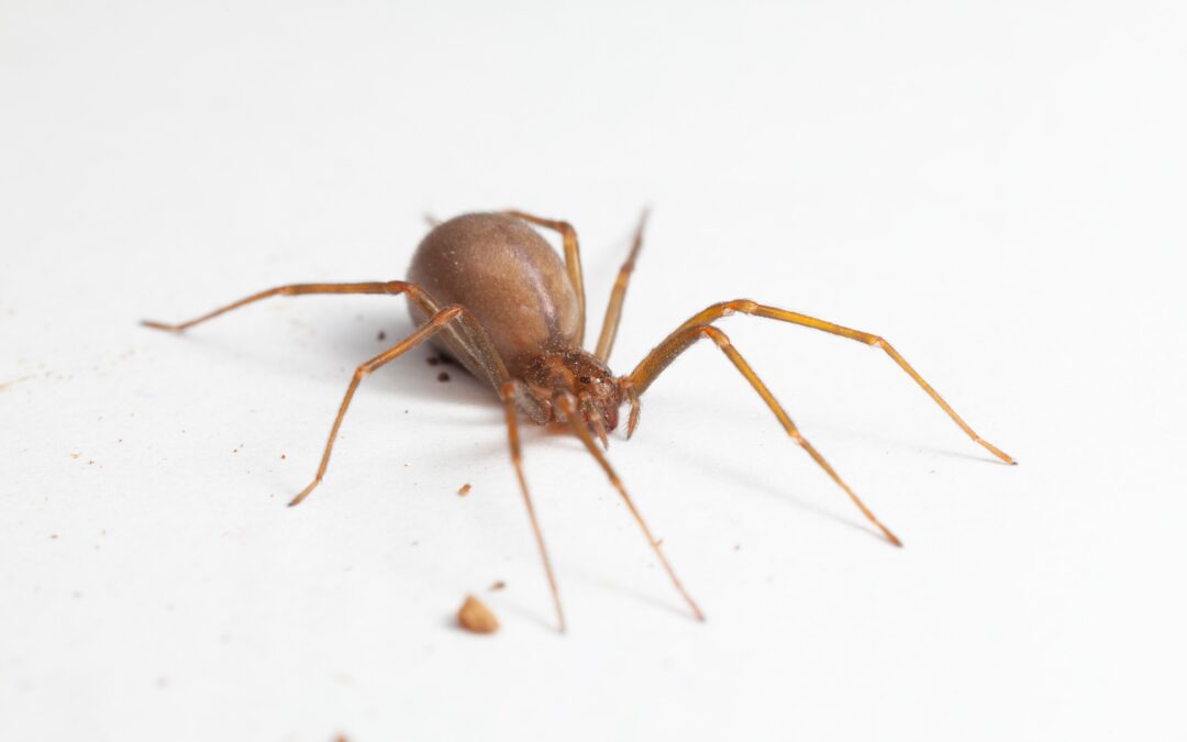 Brown Recluse Spiders in California: Fact vs. Fiction