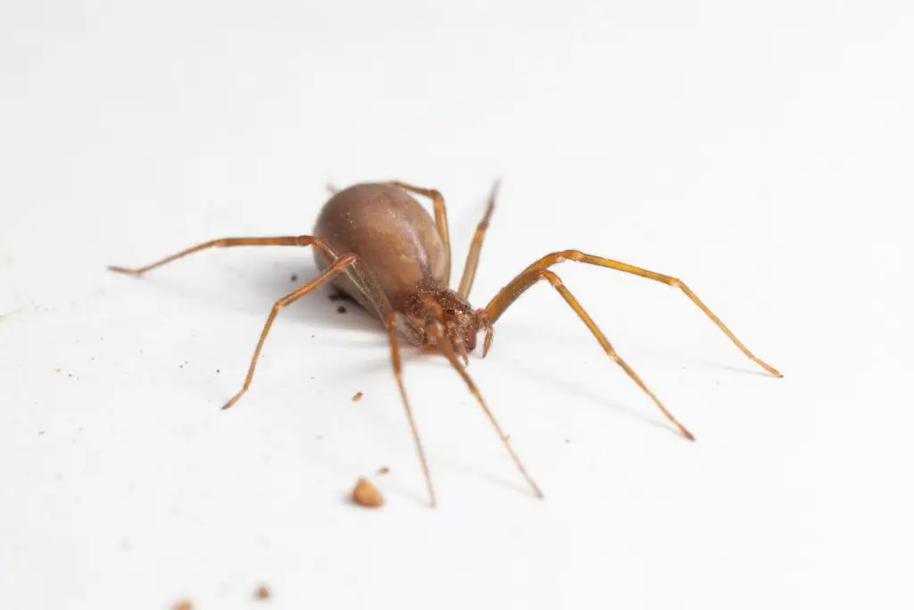Brown recluse spider with long legs on white surface