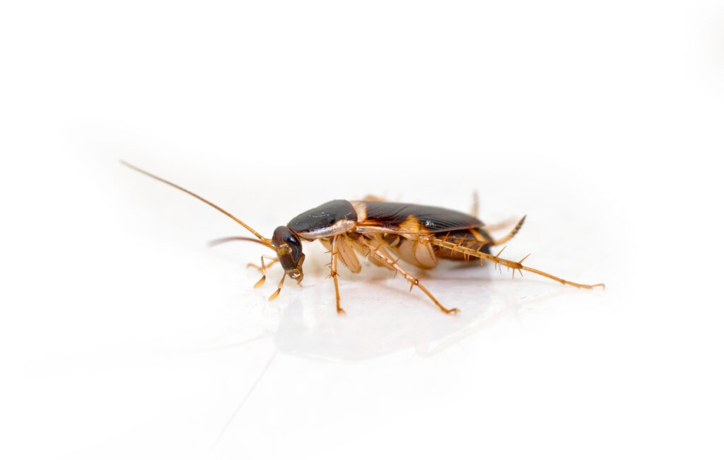 Brownbanded cockroach