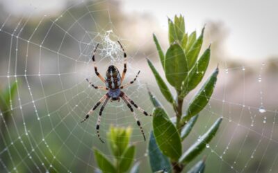 California Spiders: How to Identify Common Species