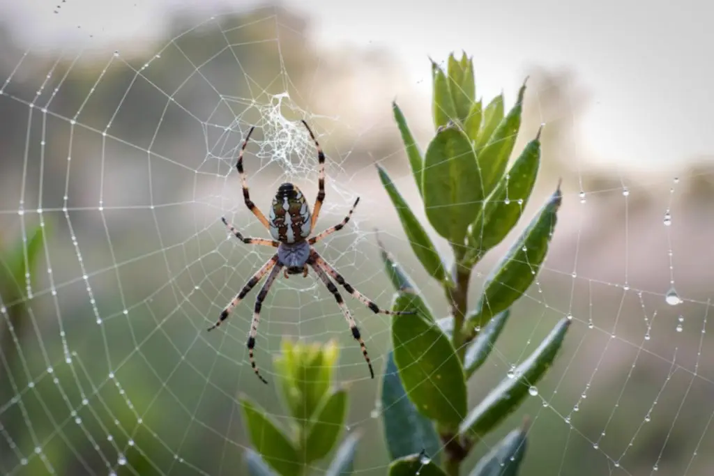 Spider sitting at center of web covered in morning dew beside green plant buds