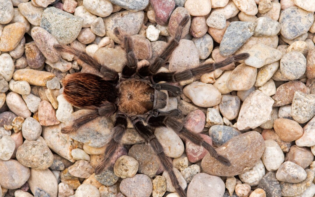 California Tarantulas: When and Where You’ll See Them