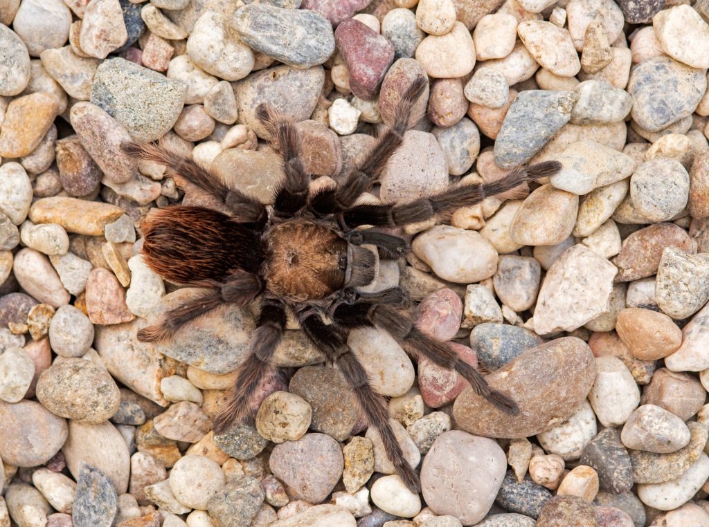 Brown tarantula with reddish-brown coloring viewed from above on a bed of tan and gray pebbles