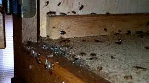 cockroach infestation in kitchen