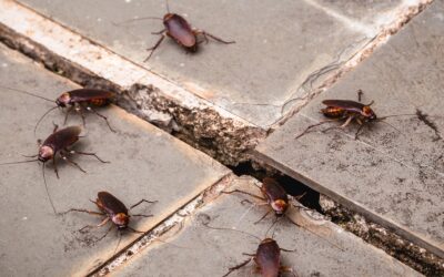 Cockroaches in California: Common Types and Signs