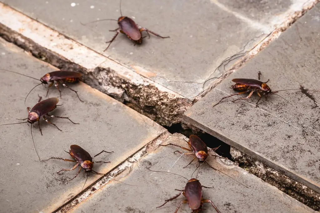 Multiple brown cockroaches on a concrete floor with cracks and a wooden beam