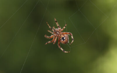 Garden Orb Weavers Turn San Diego Yards Into Web Galleries Each Fall