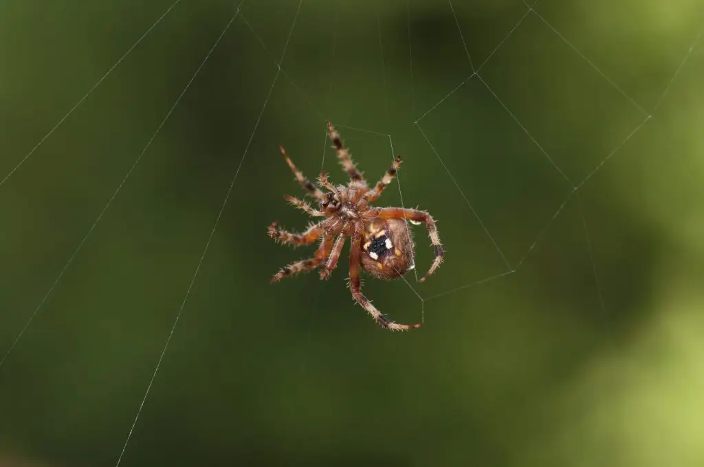 Brown orb-weaver spider suspended on its web against a blurred green background