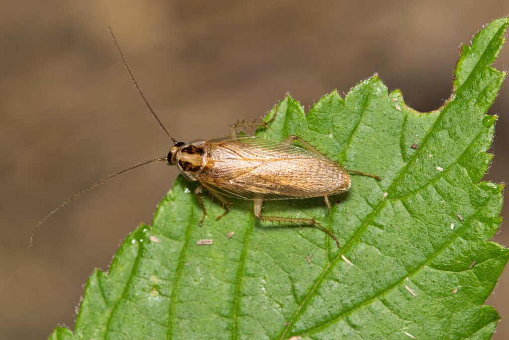 German cockroach