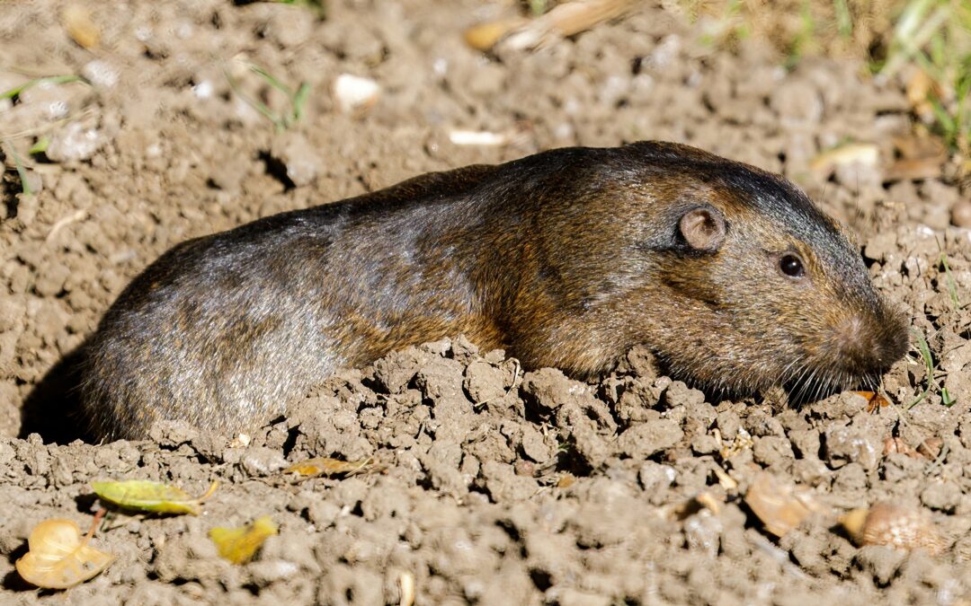 Gophers in California: ID and Habits