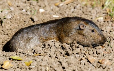 Gophers in California: ID and Habits