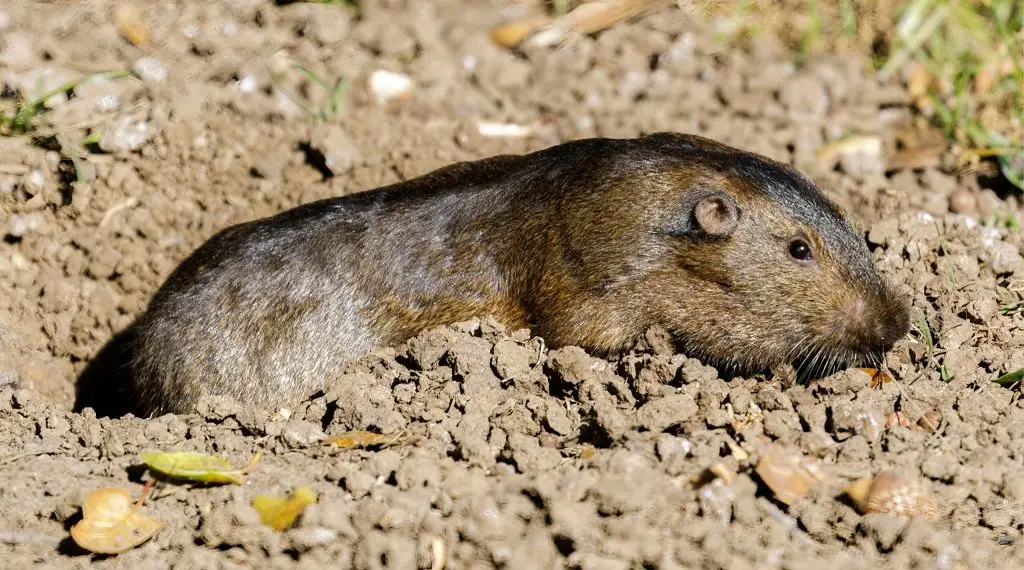 A brown and tan groundhog sits in dry, cracked soil with sparse vegetation nearby