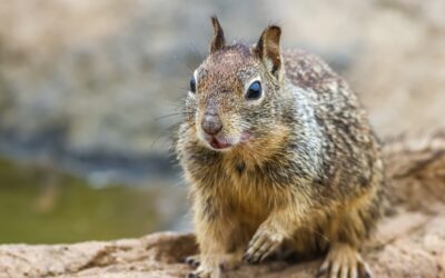 Ground Squirrels in California: Signs and Behavior
