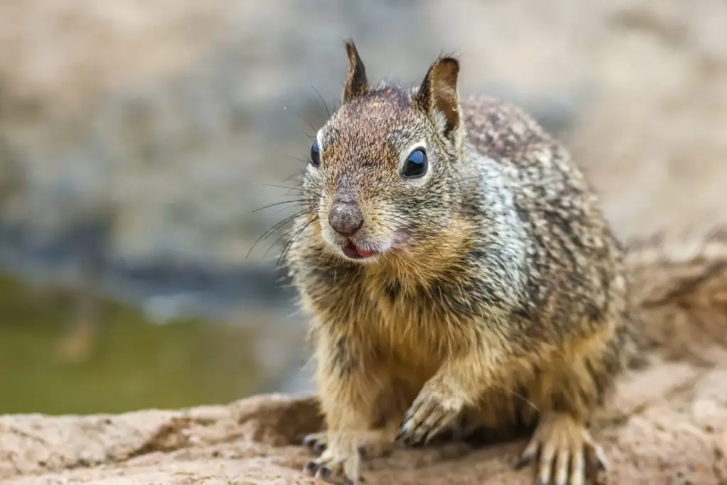 Alert ground squirrel with gray and tan fur sitting on sandy ground near water