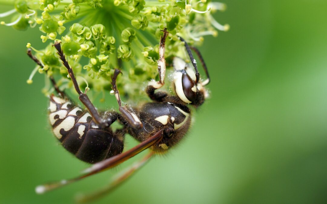 How Long a Hornet Sting Hurts and What Actually Helps