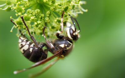 How Long a Hornet Sting Hurts and What Actually Helps