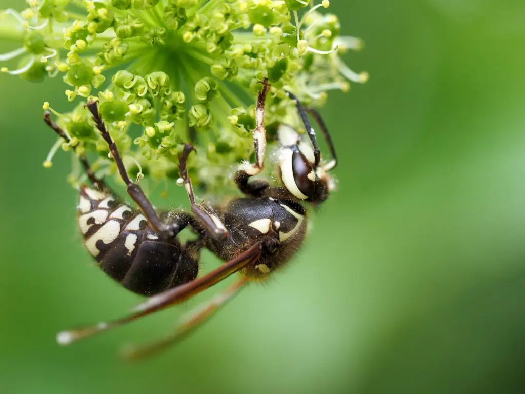 Two black and white wasps feeding on small yellow-green flowers against a blurred green background