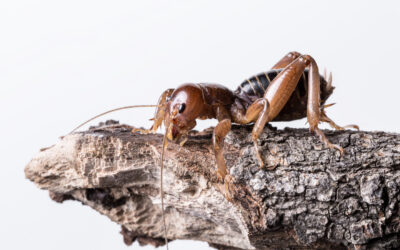 Jerusalem Crickets in California: ID and Behavior