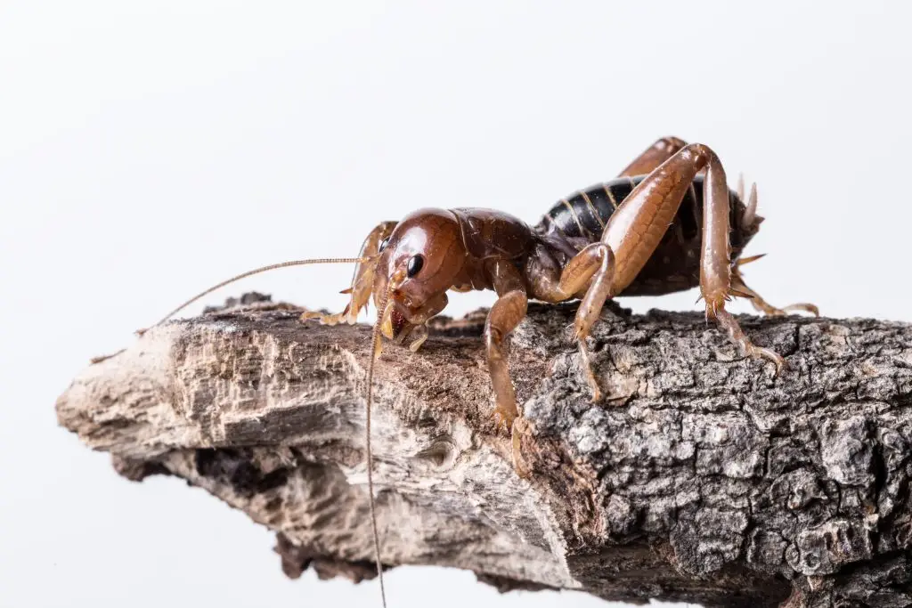 Brown cricket perched on a piece of light gray bark against a white background