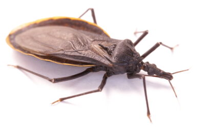 Kissing Bugs in California: Identification and Risks