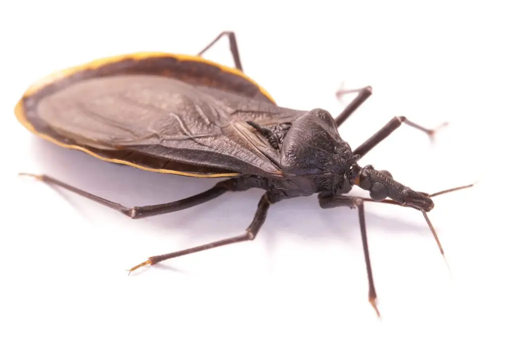 Dark brown insect with long legs and wings folded on back, displayed against white background