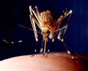 mosquito-mouth-parts