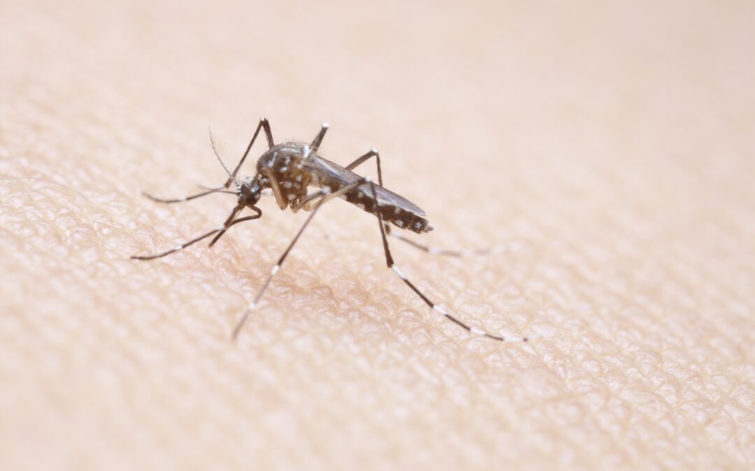 Mosquitoes in California: Season, Risks, and Control