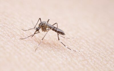 Mosquitoes in California: Season, Risks, and Control