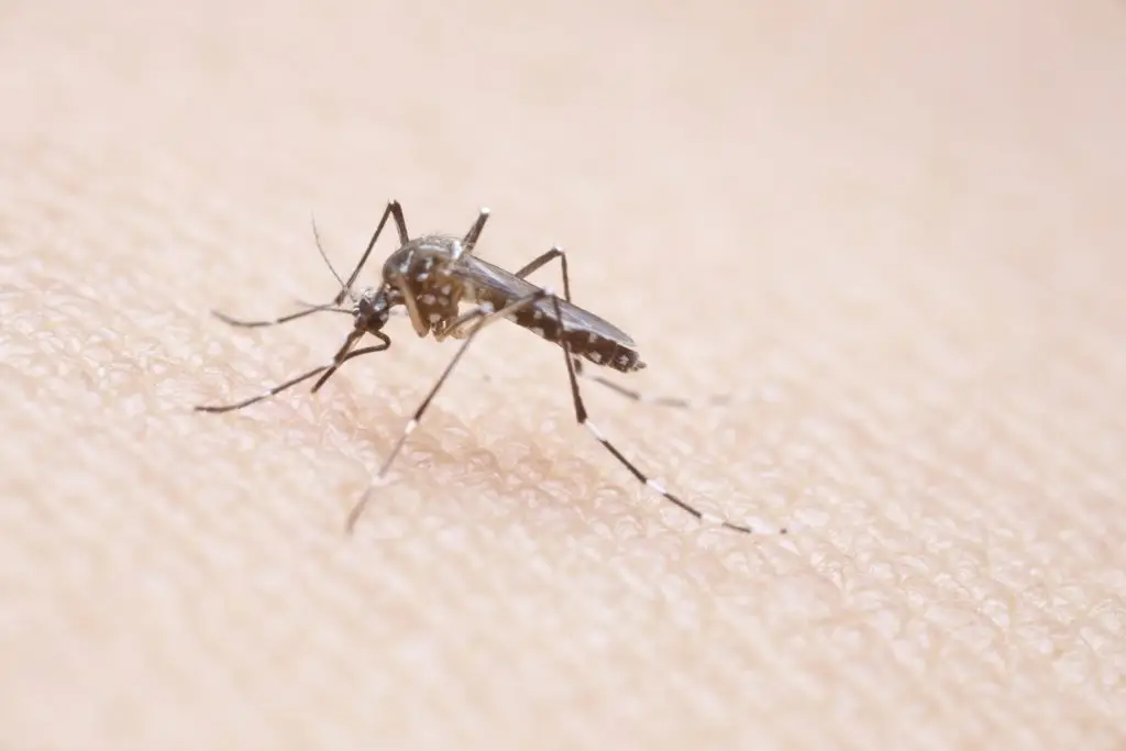 A mosquito with brown and gray patterned wings rests on a light beige surface