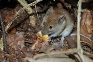 Mouse in hiding eating