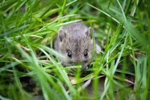 Mouse in tall grass