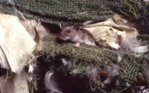 Mouse nest in furniture