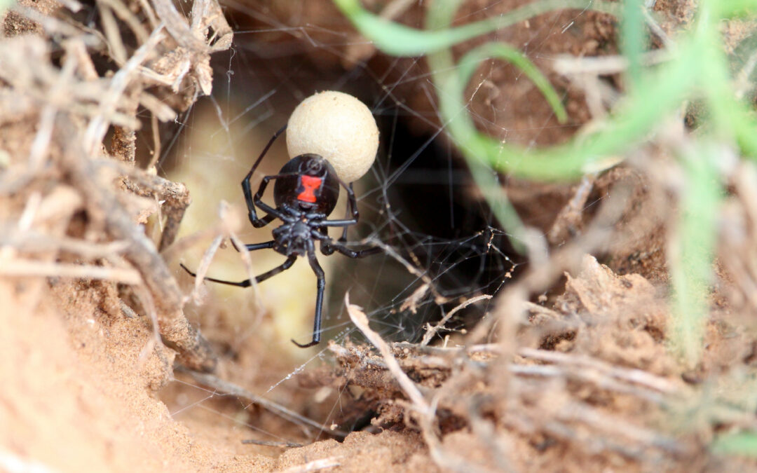 One Black Widow Egg Sac Can Turn Into Hundreds of Spiderlings